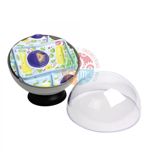 Plant Cell Model