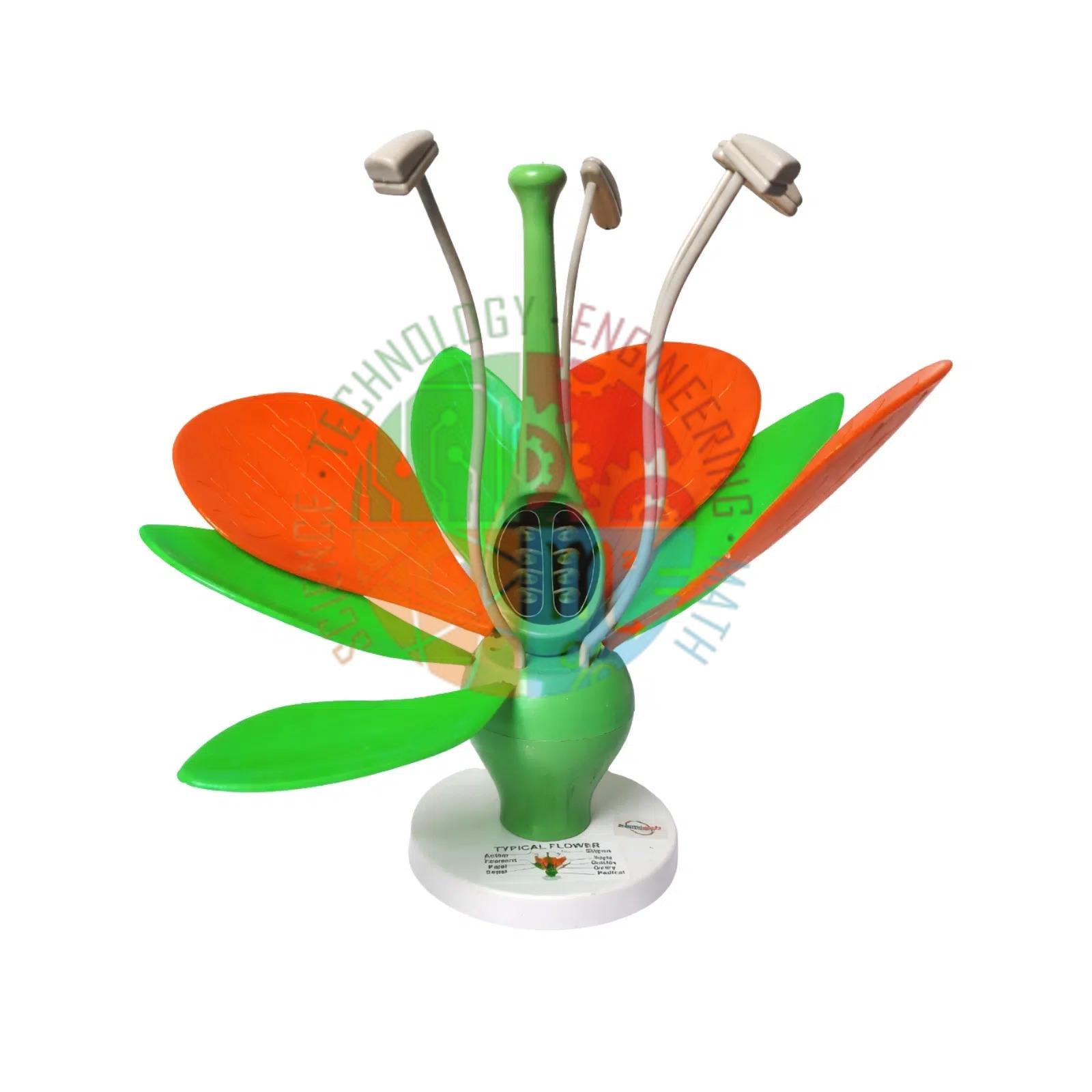 Typical Flower Model