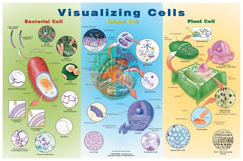 Poster: Visualising Cells (Laminated)