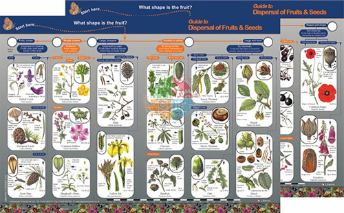 Key to Identifying Dispersal of Fruits &amp; Seeds