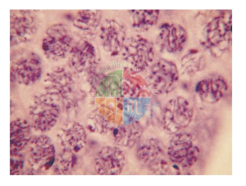 Cell Division slide set of 9