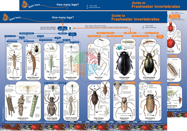 Key to Identifying Water Invertebrates