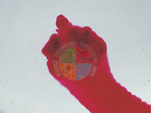 Human Histology slide set of 25