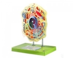 Model: Animal Cell