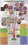Poster: Classification of Living Things (Laminated)