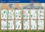 Key to Identifying Common Grasses