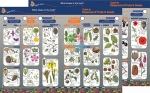 Key to Identifying Dispersal of Fruits &amp; Seeds