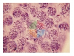 Cell Division slide set of 9