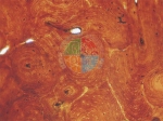 Basic Histology slide set of 25